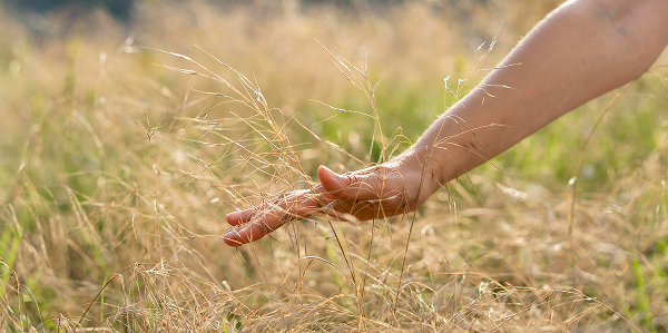 Mano acariciando plantas en un campo como símbolo de sostenibilidad en gestión de residuos